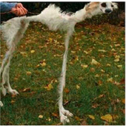 Wack Bisnose project image