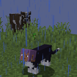 Catifier