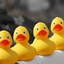 The Duck Rock logo