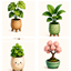 painting, carpet and curtain 10 plants logo