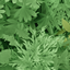 Fantastik Leaves logo