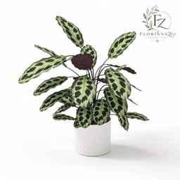 CalatheaHelenKennedy logo