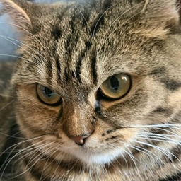 Catrange project image