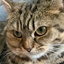 Catrange logo