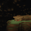 no_exit_cave.exe logo