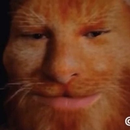 Imma Cat
