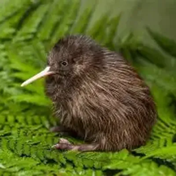 Kiwi SMP project image