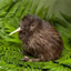 Kiwi SMP logo