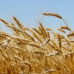 Better Wheat (ABANDONED) logo