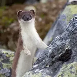 Stoat Gaming logo