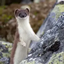 Stoat Gaming logo