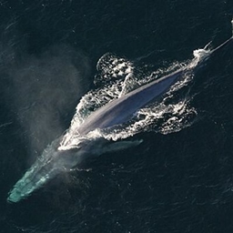 Blue whale pack logo