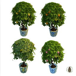 Citrus and Co Collection