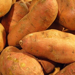YamFarm project image