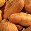 YamFarm logo