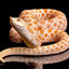 Snakes Alive logo