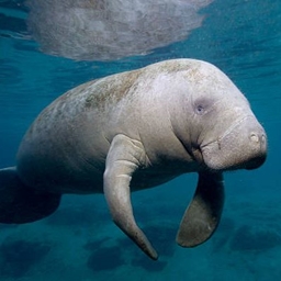 Miraculous Manatees