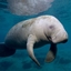 Miraculous Manatees logo