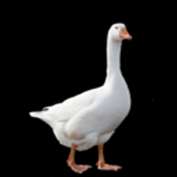 Jean the Goose logo