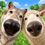 Big Nose Animals logo