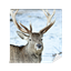 Hüarsch-Pack logo