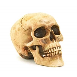 SkullPack logo