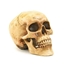 SkullPack logo