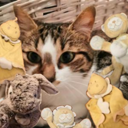 Catology