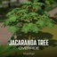 jacaranda tree override logo