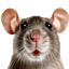 Silverfish To Rats logo