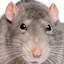 Rat Detector logo