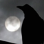 The Morrigan logo