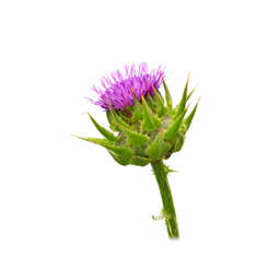 Thatch and Whistle project image