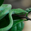 The Snake logo