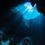 Lost in the Deep (Blue)  logo