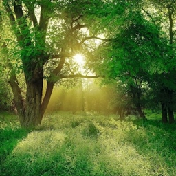Rooted in the Wild (Green) 