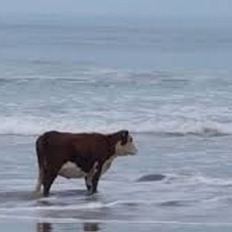 Sea Cow