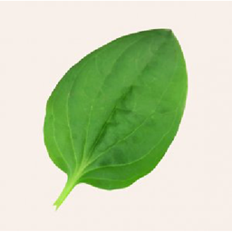 Plantain project image