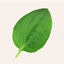 Plantain logo
