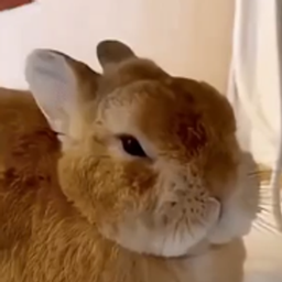 Bunny Alerter logo