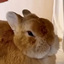 Bunny Alerter logo
