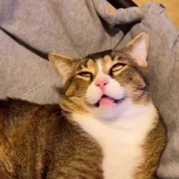 Dead Meow logo