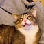 Dead Meow logo