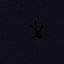 Struppis Ragdoll logo