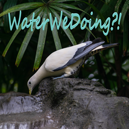 WaterWeDoing?! logo