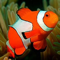 Nemo Fish logo