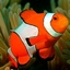 Nemo Fish logo