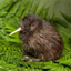 Kiwi SMP Server Build logo