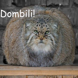 Dombili SMP project image