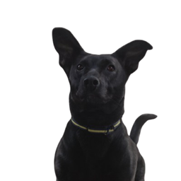 Tito project image